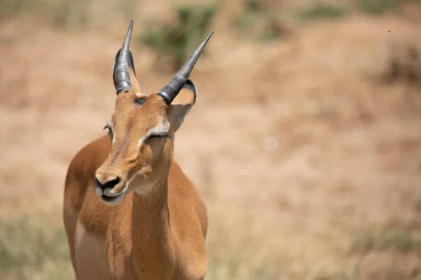 Een Vroege Ochtend Gazelle Ruist Savanne Een Nationaal Park Gefotografeerd — Stockfoto