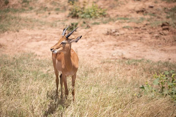 Una Gacela Madrugada Cruje Sabana Parque Nacional Fotografiado Safari Kenia — Foto de Stock