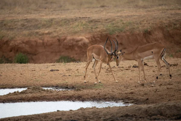 Thomson Gazelle Kämpft Frühmorgens Der Savanne Eines Nationalparks Aufgenommen Auf — Stockfoto