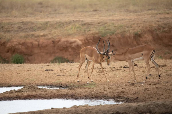 Thomson Gazelle Lutando Manhã Cedo Savana Parque Nacional Levado Safári — Fotografia de Stock