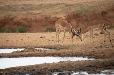 Thomson Gazelle sabahın erken saatlerinde savanada Kenya Afrika 'da bir safariye çıkarıldı.