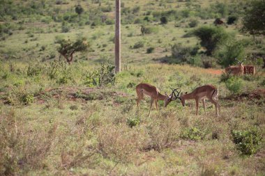 Thomson Gazelle sabahın erken saatlerinde savanada Kenya Afrika 'da bir safariye çıkarıldı.