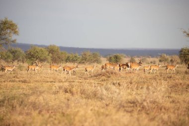 Sabahın erken saatlerinde bir ceylan sürüsü, Kenya Afrika 'da bir safaride çekilmiş bir milli parktaki savanı hışırdatır.