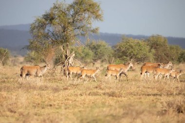 Sabahın erken saatlerinde bir ceylan sürüsü, Kenya Afrika 'da bir safaride çekilmiş bir milli parktaki savanı hışırdatır.
