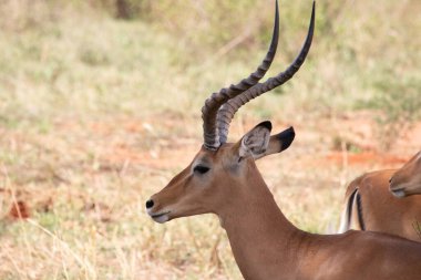 Sabahın erken saatlerinde, Kenya Afrika 'daki bir safaride çekilmiş bir milli parkta çalı çırpısı hışırdıyor.