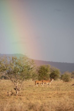 Gökkuşağı çok güzel bir manzara resmi. Savannah Afrika Kenya Taita Tepeleri. İnanılmaz bir manzarada safaride.