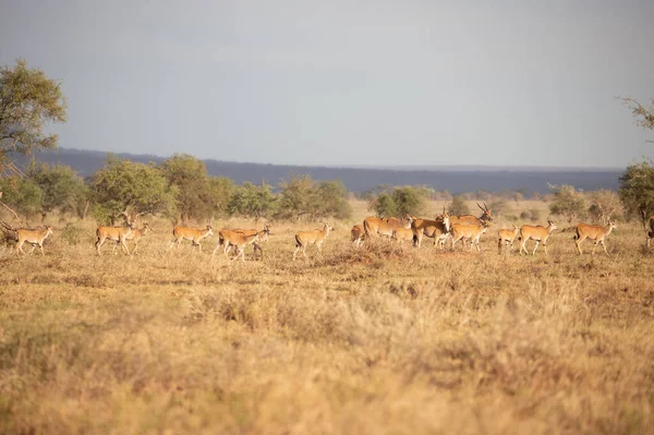 Sabahın Erken Saatlerinde Bir Ceylan Sürüsü Kenya Afrika Bir Safaride — Stok fotoğraf