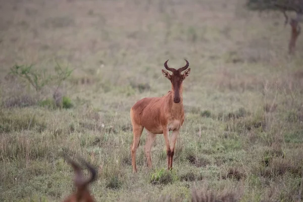 Una Gacela Madrugada Cruje Sabana Parque Nacional Fotografiado Safari Kenia —  Fotos de Stock