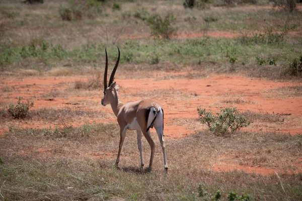 Uma Gazela Matinal Rouba Savana Parque Nacional Fotografado Safári Quênia — Fotografia de Stock
