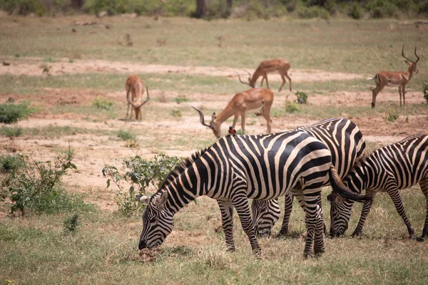 Zepra Természetben Afrika Kenya Tanzánia Síkság Zebra Táj Szafari Nemzeti — Stock Fotó
