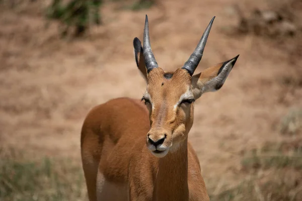 Une Gazelle Matinale Bruisse Savane Dans Parc National Photographié Lors — Photo