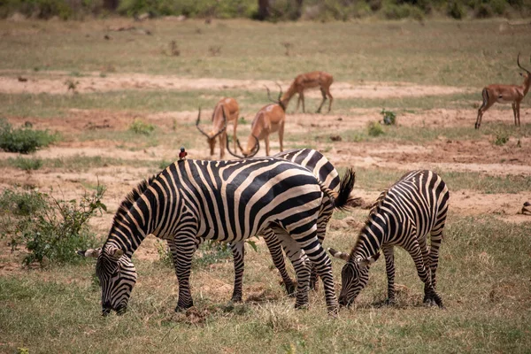 Zepra Naturen Afrika Kenya Tanzania Slätten Zebra Ett Landskap Safari — Stockfoto