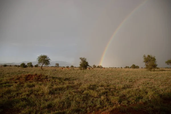 stock image Rainbow in a beautiful landscape shot. Savannah Africa Kenya Taita Hills. on a safari in an incredible landscape