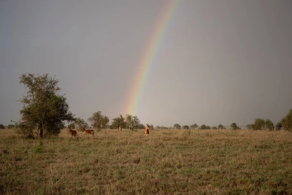 stock image Rainbow in a beautiful landscape shot. Savannah Africa Kenya Taita Hills. on a safari in an incredible landscape