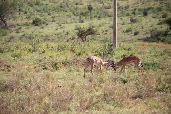 Thomson Gazelle Fighting Early Morning Savannah National Park Taken Safari — Stock Photo, Image