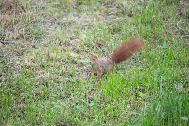 Kırmızı bir sincap dalda fındık yiyor.
