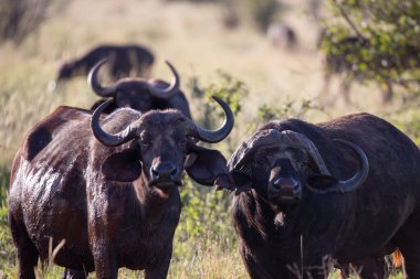 Buffalo, Bovidaeam, Bovidaeam, Afrika 'da safaride çekilmiş. Sabah güneşinde bufalo sürüsü, Tsavo Ulusal Parkı, Kenya Afrika