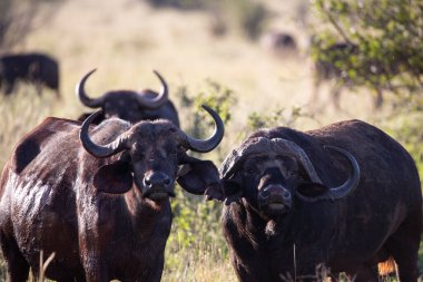 Buffalo, Bovidaeam, Bovidaeam, Afrika 'da safaride çekilmiş. Sabah güneşinde bufalo sürüsü, Tsavo Ulusal Parkı, Kenya Afrika