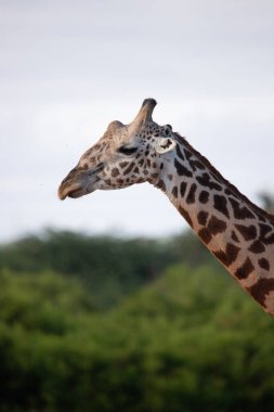 Züraffidae, Zürafa camelopardalis. Zürafa, savanada, Tsavo Ulusal Parkı, Kenya 'da safaride. Güzel manzara