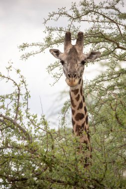 Züraffidae, Zürafa camelopardalis. Zürafa, savanada, Tsavo Ulusal Parkı, Kenya 'da safaride. Güzel manzara