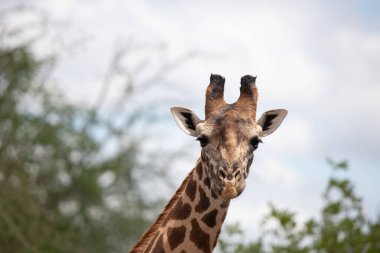 Züraffidae, Zürafa camelopardalis. Zürafa, savanada, Tsavo Ulusal Parkı, Kenya 'da safaride. Güzel manzara