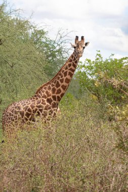 Züraffidae, Zürafa camelopardalis. Zürafa, savanada, Tsavo Ulusal Parkı, Kenya 'da safaride. Güzel manzara