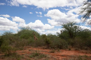Züraffidae, Zürafa camelopardalis. Zürafa, savanada, Tsavo Ulusal Parkı, Kenya 'da safaride. Güzel manzara