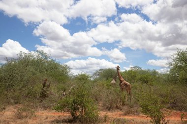 Züraffidae, Zürafa camelopardalis. Zürafa, savanada, Tsavo Ulusal Parkı, Kenya 'da safaride. Güzel manzara