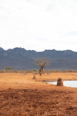 Züraffidae, Zürafa camelopardalis. Zürafa, savanada, Tsavo Ulusal Parkı, Kenya 'da safaride. Güzel manzara