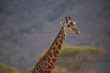 Züraffidae, Zürafa camelopardalis. Zürafa, savanada, Tsavo Ulusal Parkı, Kenya 'da safaride. Güzel manzara