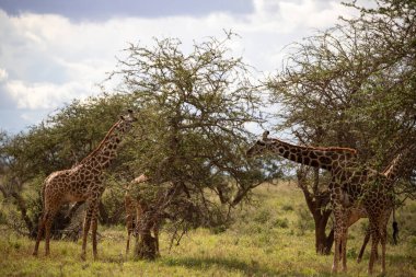Züraffidae, Zürafa camelopardalis. Zürafa, savanada, Tsavo Ulusal Parkı, Kenya 'da safaride. Güzel manzara