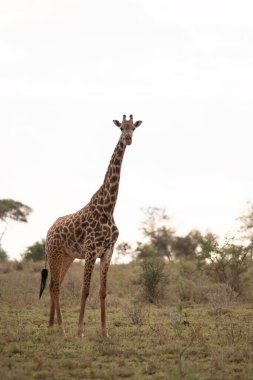Züraffidae, Zürafa camelopardalis. Zürafa, savanada, Tsavo Ulusal Parkı, Kenya 'da safaride. Güzel manzara