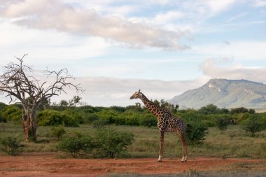 Züraffidae, Zürafa camelopardalis. Zürafa, savanada, Tsavo Ulusal Parkı, Kenya 'da safaride. Güzel manzara