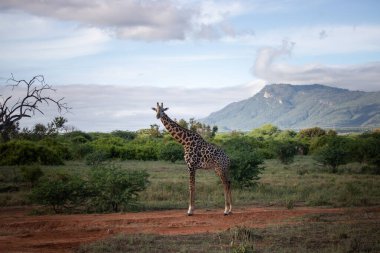 Züraffidae, Zürafa camelopardalis. Zürafa, savanada, Tsavo Ulusal Parkı, Kenya 'da safaride. Güzel manzara