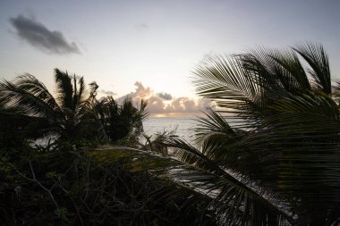 Deniz kenarındaki Pamen, Hint Okyanusu. Kenya, Mombasa, Afrika 'da bir otelde palmiye ağaçlarına tepeden bakan gün doğumu