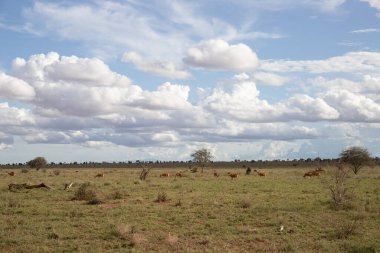 Sabahın erken saatlerinde bir ceylan sürüsü, Kenya Afrika 'da bir safaride çekilmiş bir milli parktaki savanı hışırdatır.