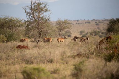 Sabahın erken saatlerinde bir ceylan sürüsü, Kenya Afrika 'da bir safaride çekilmiş bir milli parktaki savanı hışırdatır.