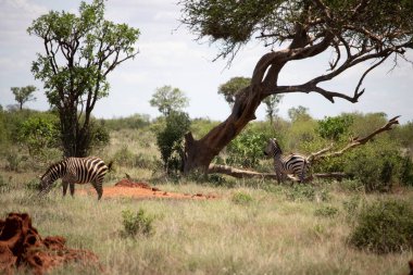 Zepra doğada. Afrika Kenya Tanzanya, ovadaki zebra, bir safaride, ulusal parkta.