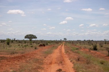 Afrika 'nın güzel manzarası, bir safariye çıkarılmış savana. Kenya 'nın ve vahşi hayatının güzel manzaraları. Kenya 'da Panorama, gün doğumu, dağlar, bulutlar ve hayvanlar