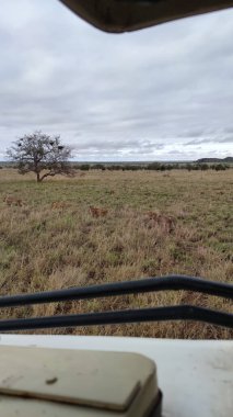 Afrika 'nın güzel manzarası, bir safariye çıkarılmış savana. Kenya 'nın ve vahşi hayatının güzel manzaraları. Kenya 'da Panorama, gün doğumu, dağlar, bulutlar ve hayvanlar