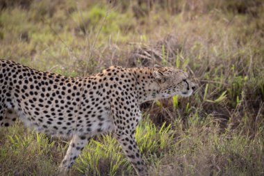 Sabahın erken saatlerinde bir çita, Kenya Afrika 'daki bir safaride çekilmiş bir milli parkta savanda yürüyor.