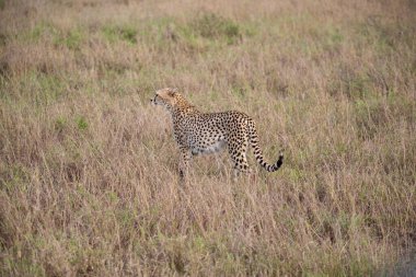 Sabahın erken saatlerinde bir çita, Kenya Afrika 'daki bir safaride çekilmiş bir milli parkta savanda yürüyor.