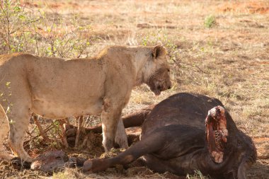 Dişi aslan vahşi doğada bir bufalo ile gururla övünür. Avlandıktan ve safariyle beslendikten sonra. Delilik içindeki aslanlar. Kenya Afrika, Ulusal Park
