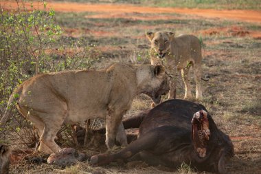 Dişi aslan vahşi doğada bir bufalo ile gururla övünür. Avlandıktan ve safariyle beslendikten sonra. Delilik içindeki aslanlar. Kenya Afrika, Ulusal Park