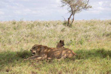 Turnikeleri Kenya, Afrika 'da ulusal parklarda safari yaparken çekilmiş bir aslan ailesi. Sabah maçından fotoğraflar.