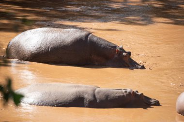 Suaygırı suya düştü. Kenya 'daki su aygırları nehirde serinliyor. Afrika 'da Safari fotoğrafları