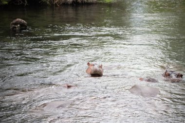 Suaygırı suya düştü. Kenya 'daki su aygırları nehirde serinliyor. Afrika 'da Safari fotoğrafları
