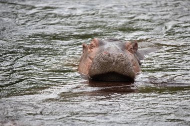 Suaygırı suya düştü. Kenya 'daki su aygırları nehirde serinliyor. Afrika 'da Safari fotoğrafları