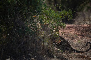 Kenya Afrika 'da safaride bir leopar.