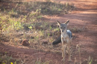 Safaride vahşi köpekler, Kenya, Afrika